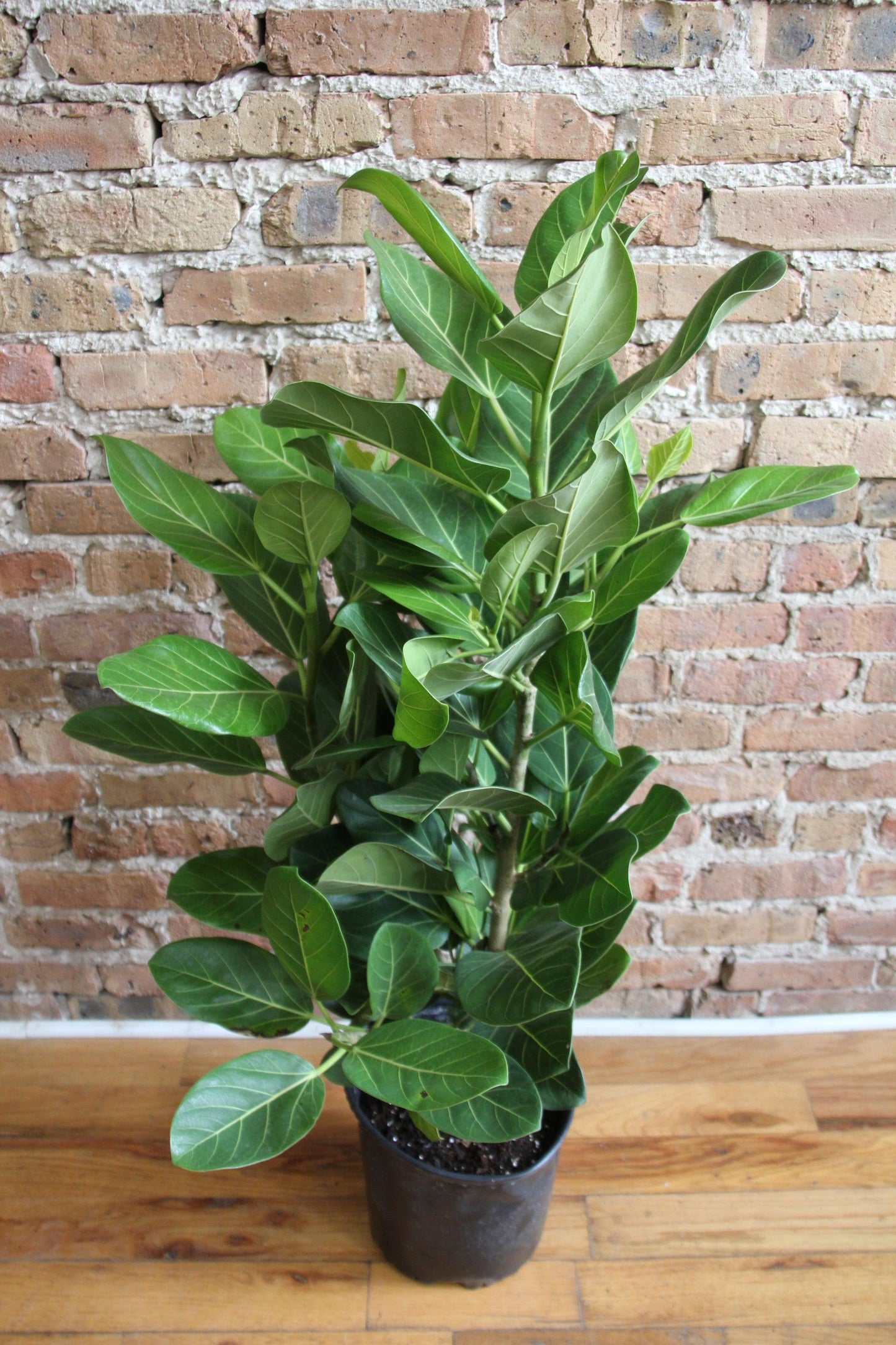 Ficus 'audrey', Bush - View 10 from www redcrocus com