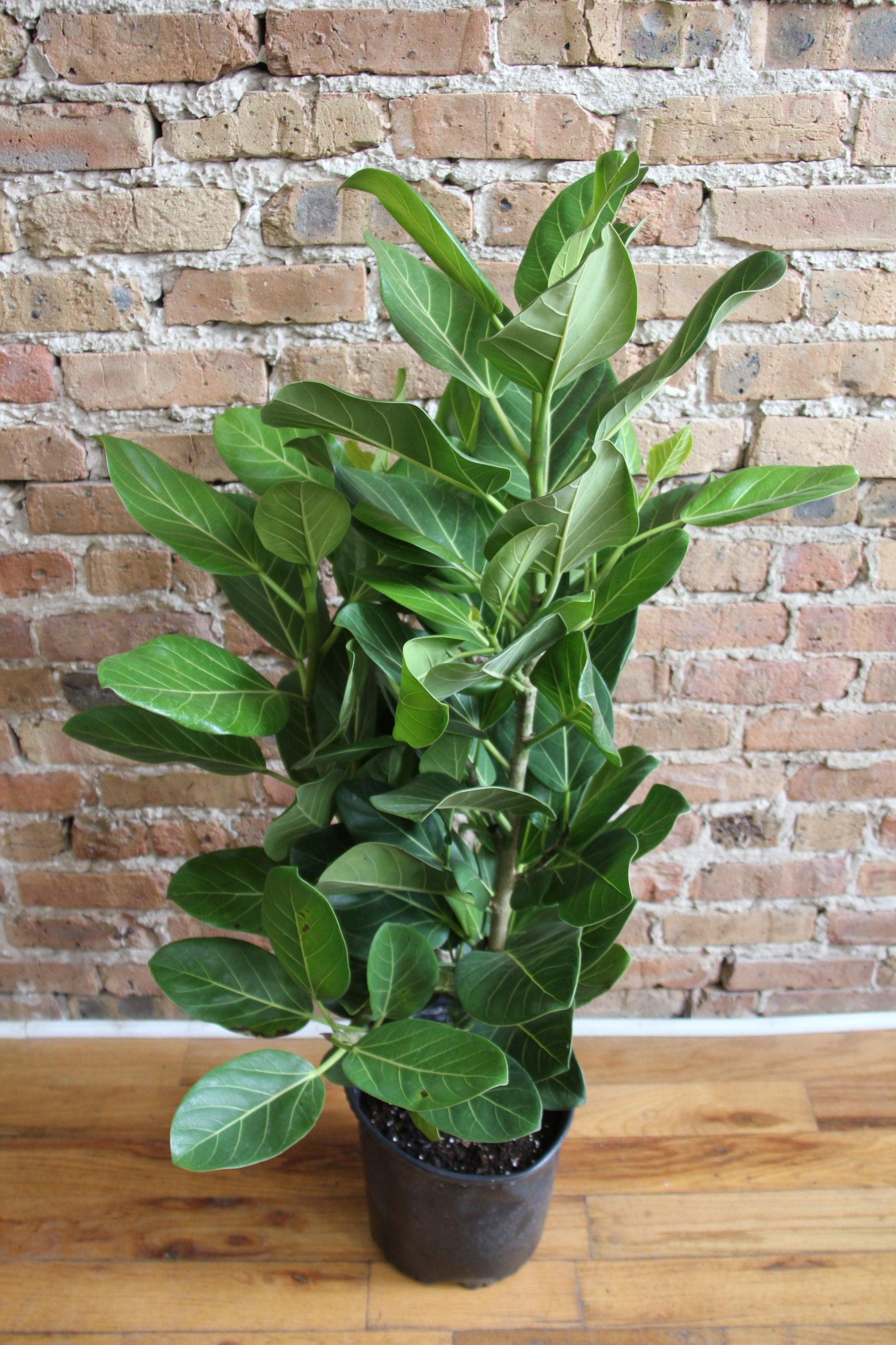 Ficus 'audrey', Bush - View 10 from www redcrocus com