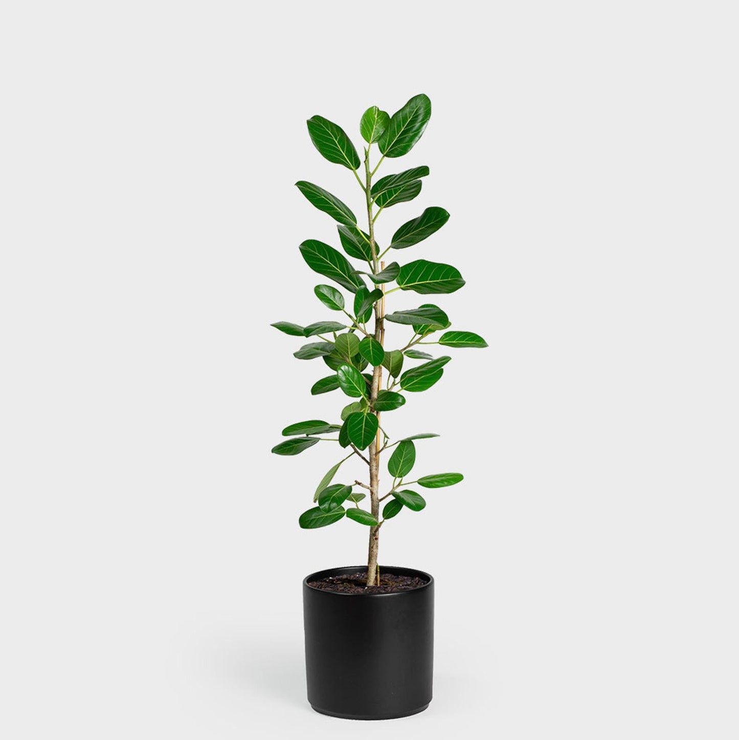 Ficus 'audrey', Bush - View 11 from www redcrocus com