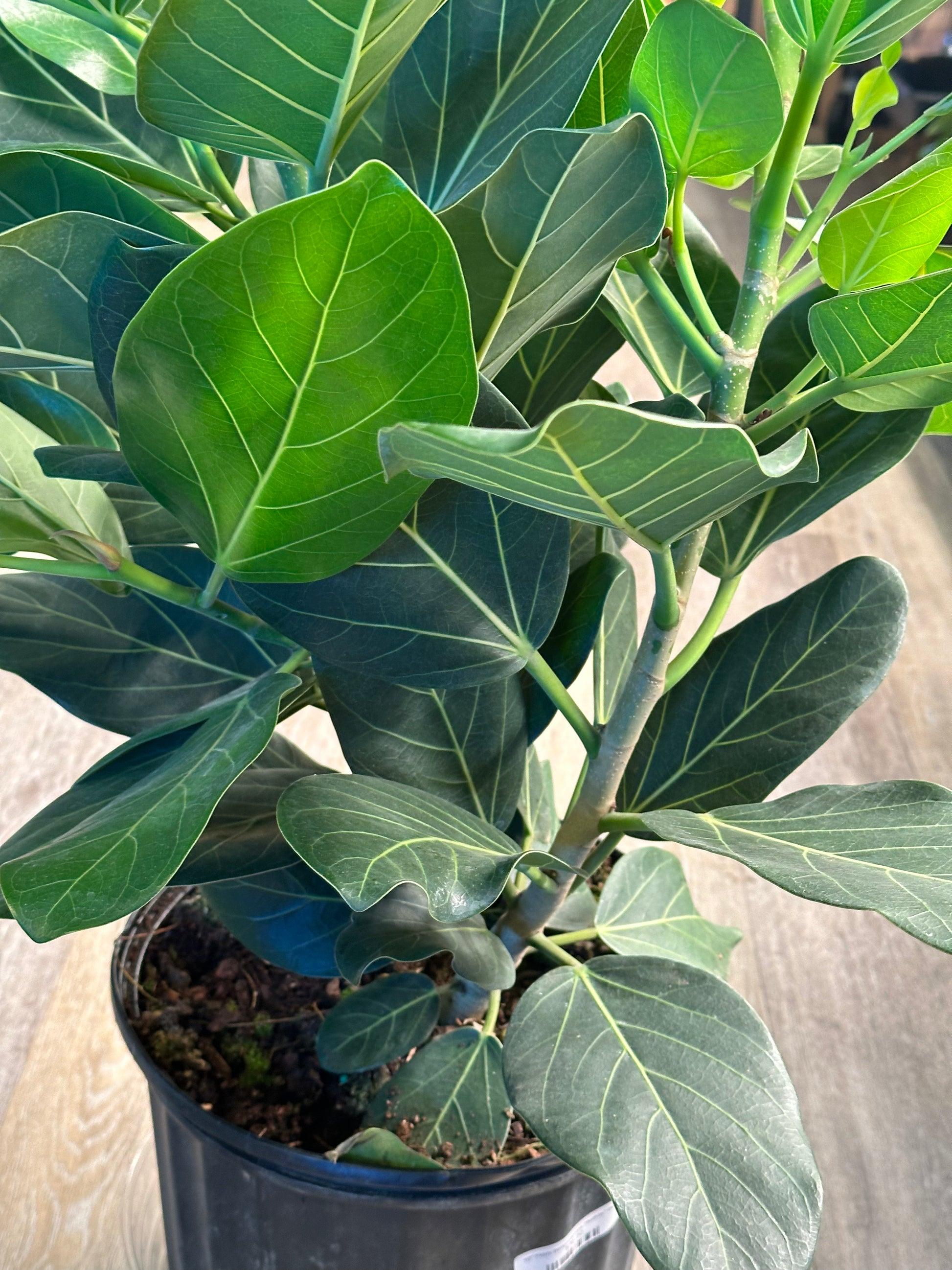 Ficus 'audrey', Bush - View 12 from www redcrocus com