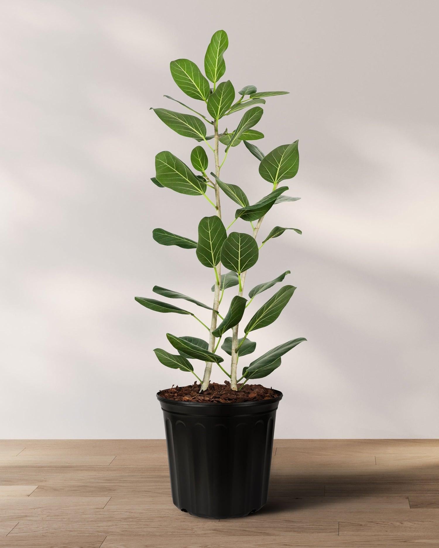 Ficus 'audrey', Bush - View 13 from www redcrocus com