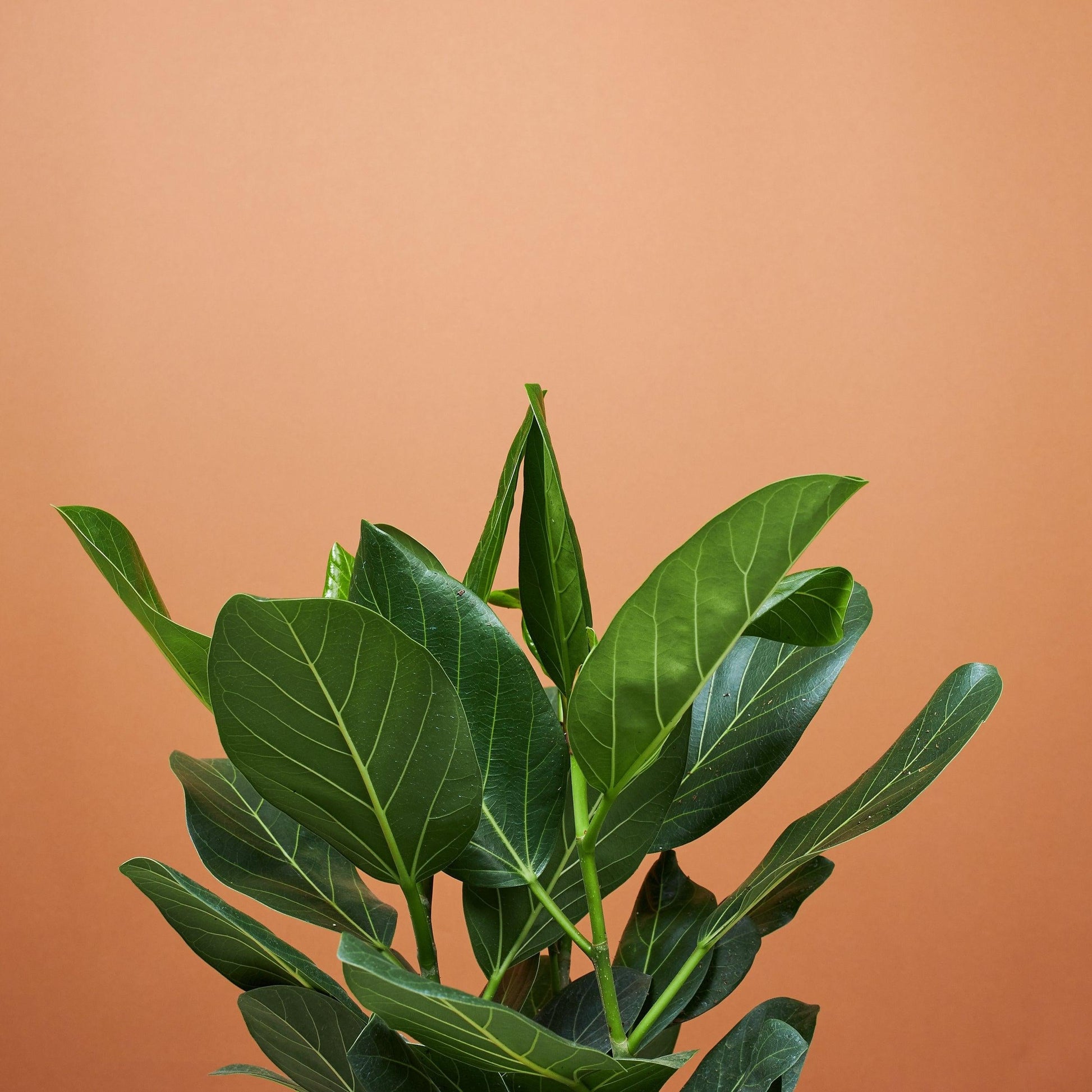 Ficus 'audrey', Bush - View 14 from www redcrocus com