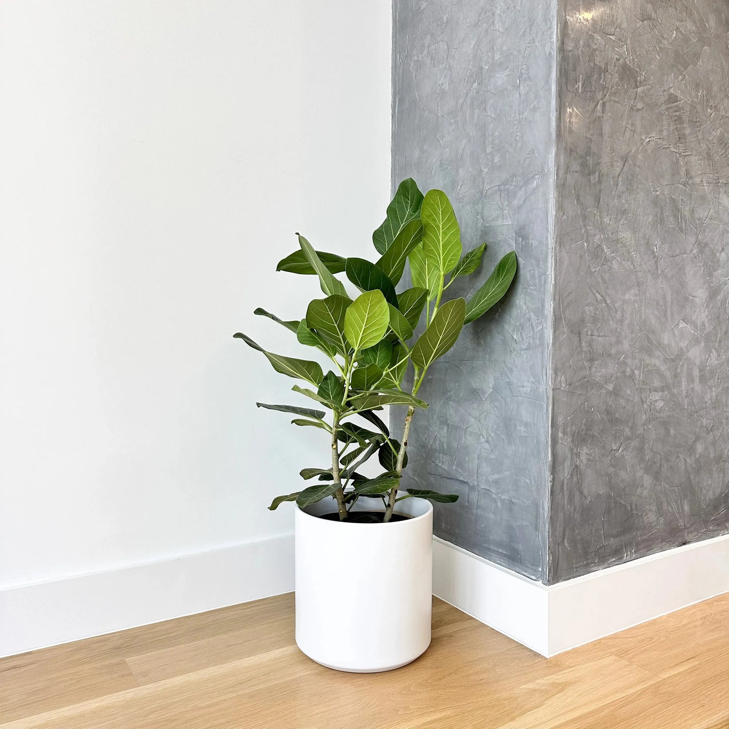Ficus 'audrey', Bush - View 15 from www redcrocus com