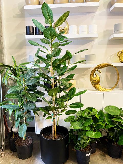 Ficus 'audrey', Bush - View 16 from www redcrocus com