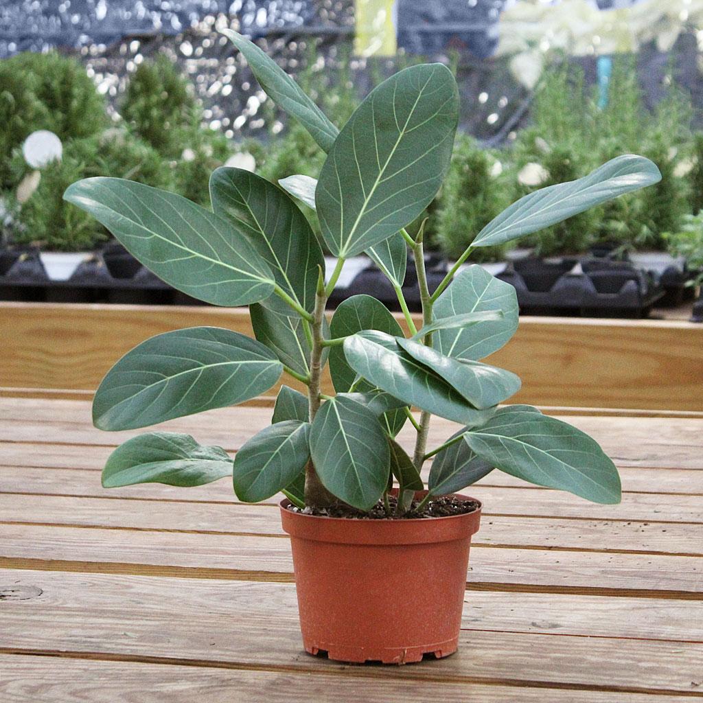 Ficus 'audrey', Bush - View 17 from www redcrocus com