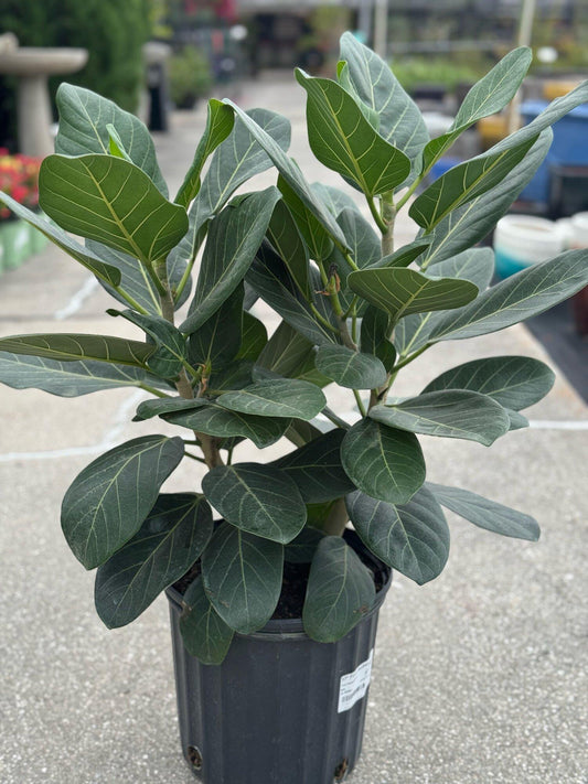 Ficus 'audrey', Bush - View 1 from www redcrocus com
