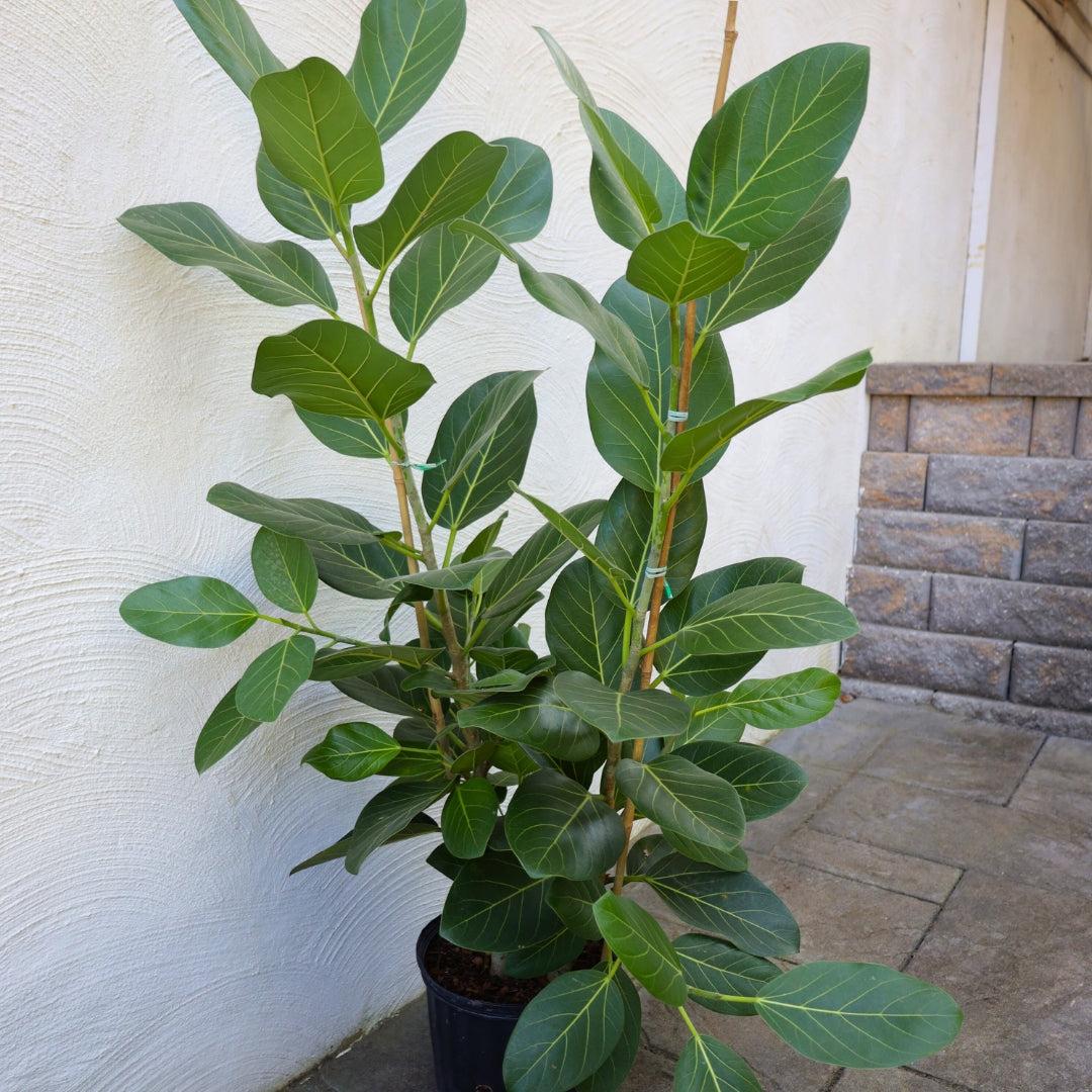 Ficus 'audrey', Bush - View 2 from www redcrocus com