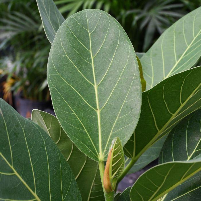 Ficus 'audrey', Bush - View 3 from www redcrocus com