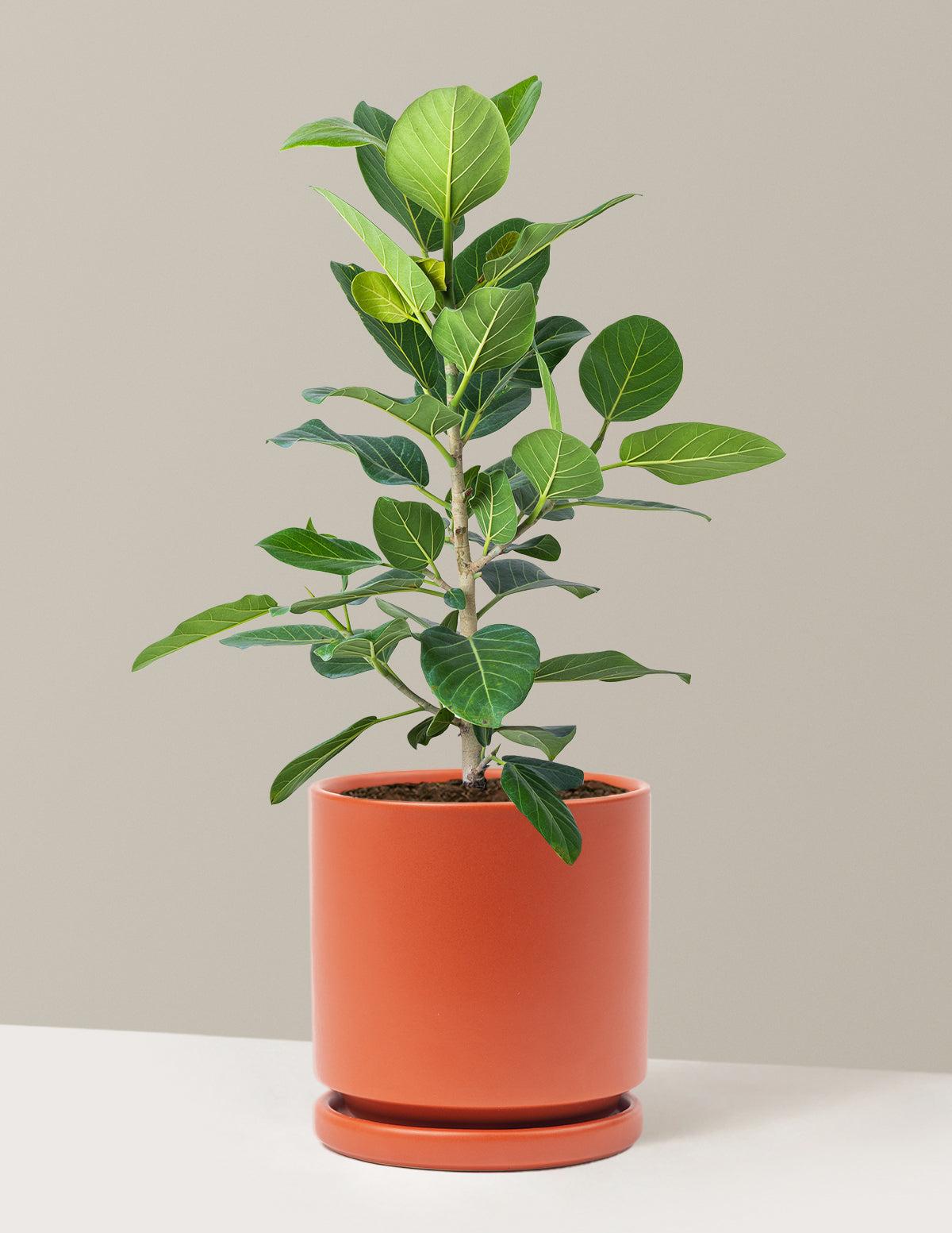 Ficus 'audrey', Bush - View 4 from www redcrocus com