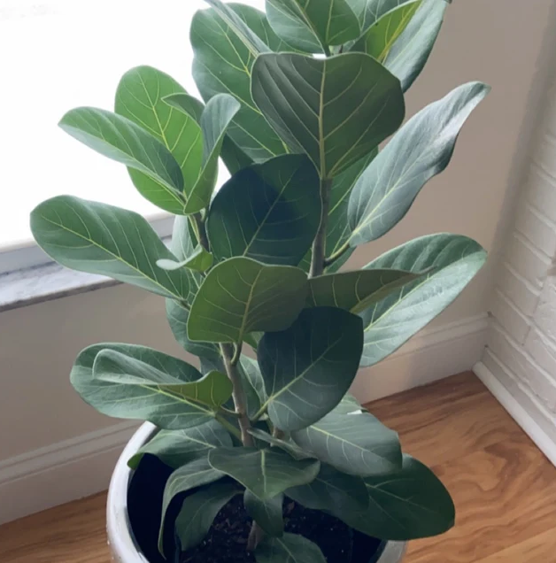 Ficus 'audrey', Bush - View 5 from www redcrocus com