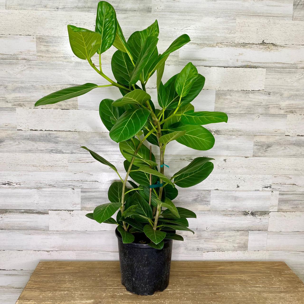 Ficus 'audrey', Bush - View 6 from www redcrocus com