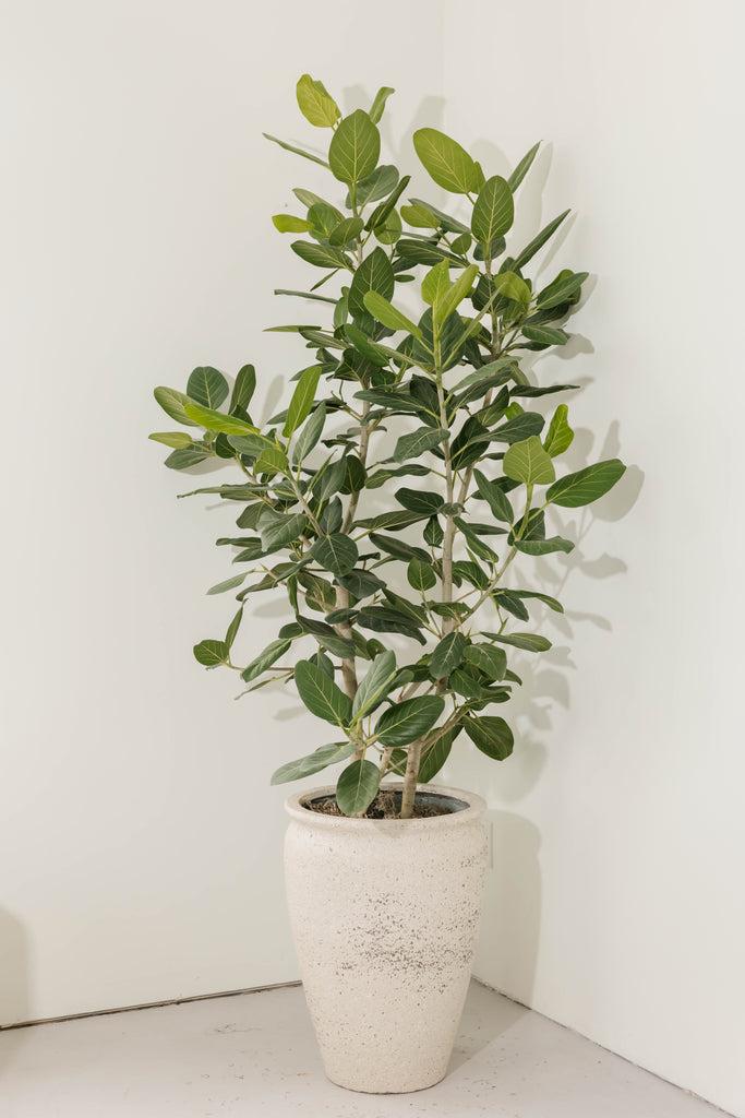 Ficus 'audrey', Bush - View 7 from www redcrocus com