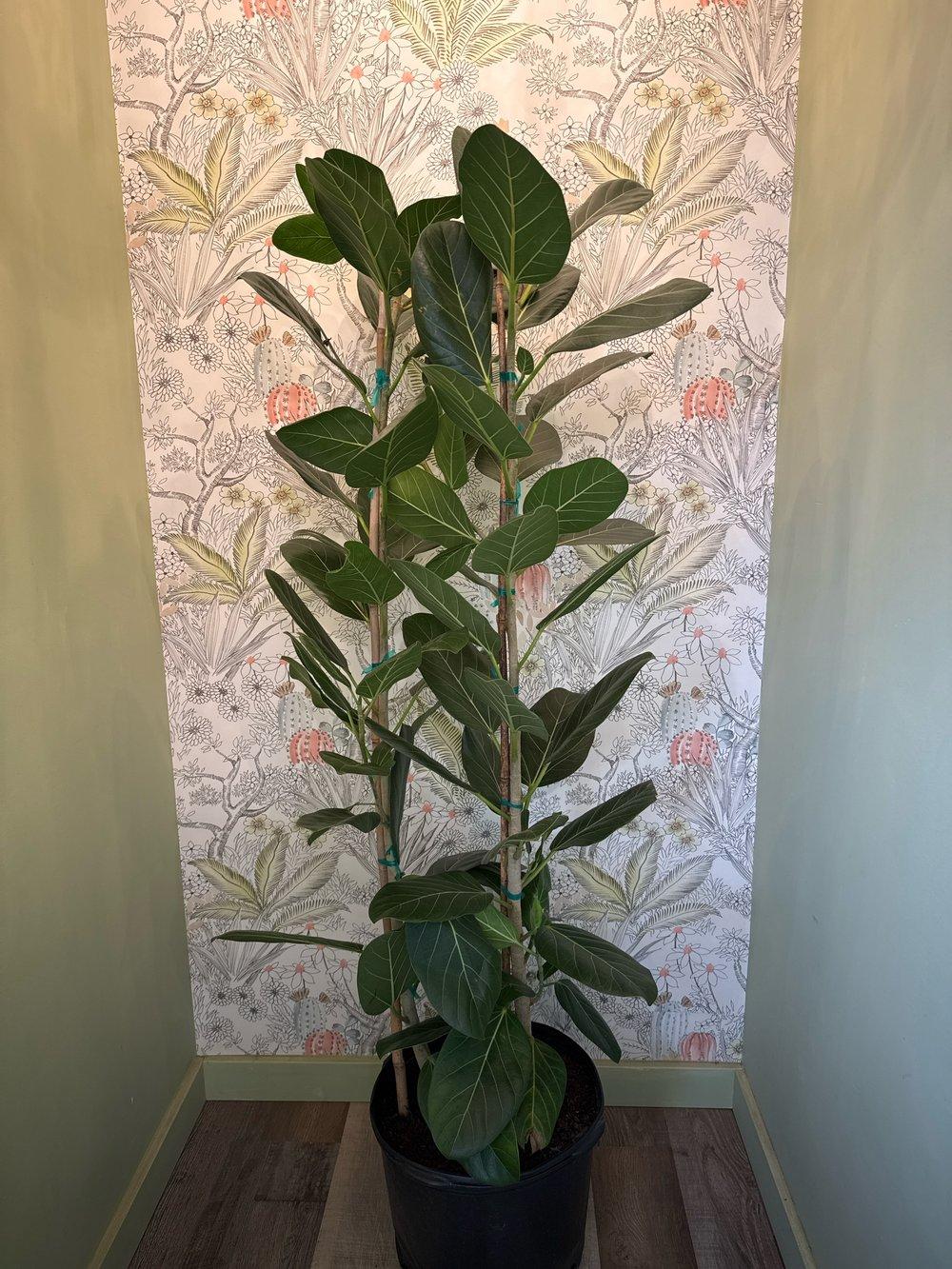 Ficus 'audrey', Bush - View 8 from www redcrocus com