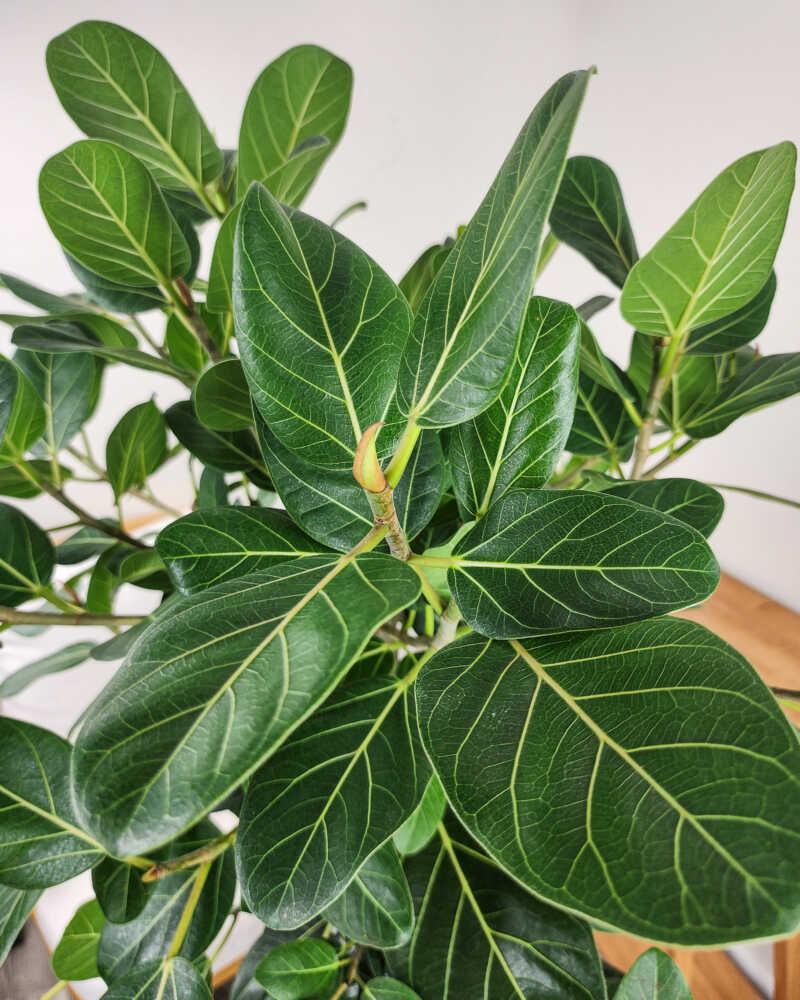 Ficus 'audrey', Bush - View 9 from www redcrocus com