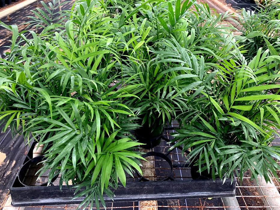 Palm Chamaedorea Elegans Bella - View 10 from www redcrocus com