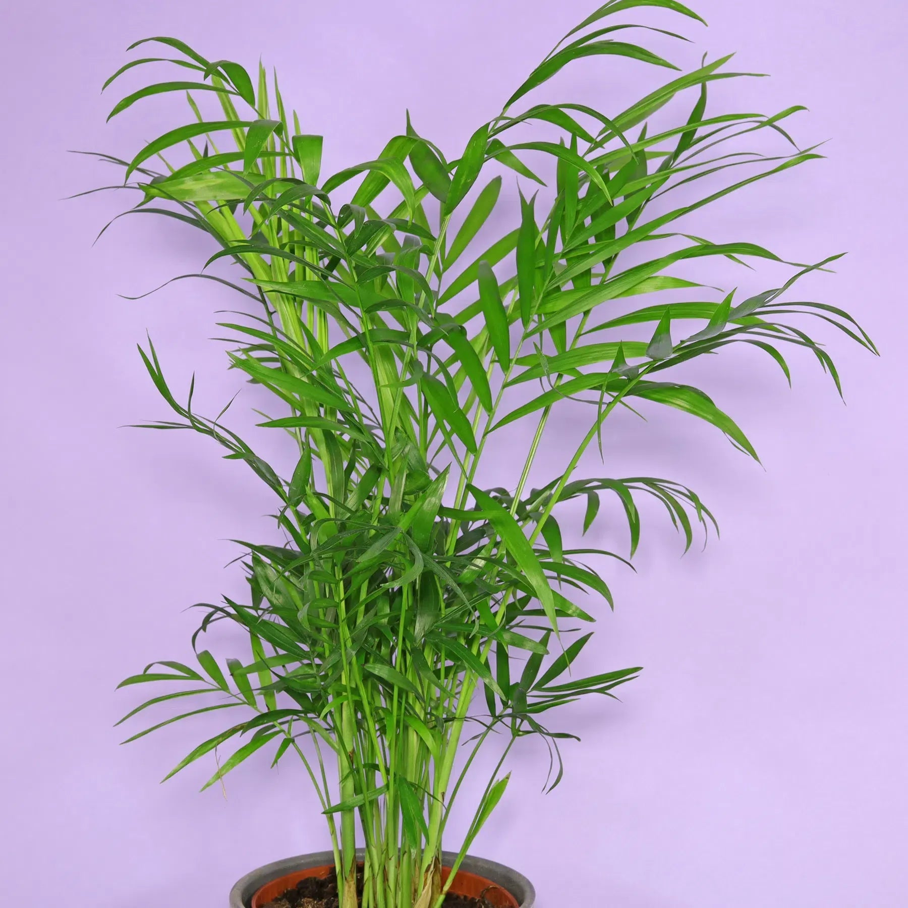 Palm Chamaedorea Elegans Bella - View 11 from www redcrocus com