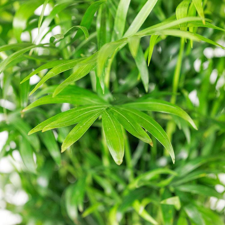 Palm Chamaedorea Elegans Bella - View 12 from www redcrocus com