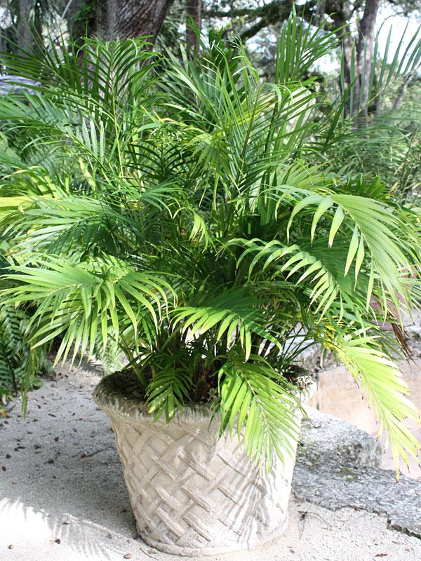 Palm Chamaedorea Elegans Bella - View 13 from www redcrocus com