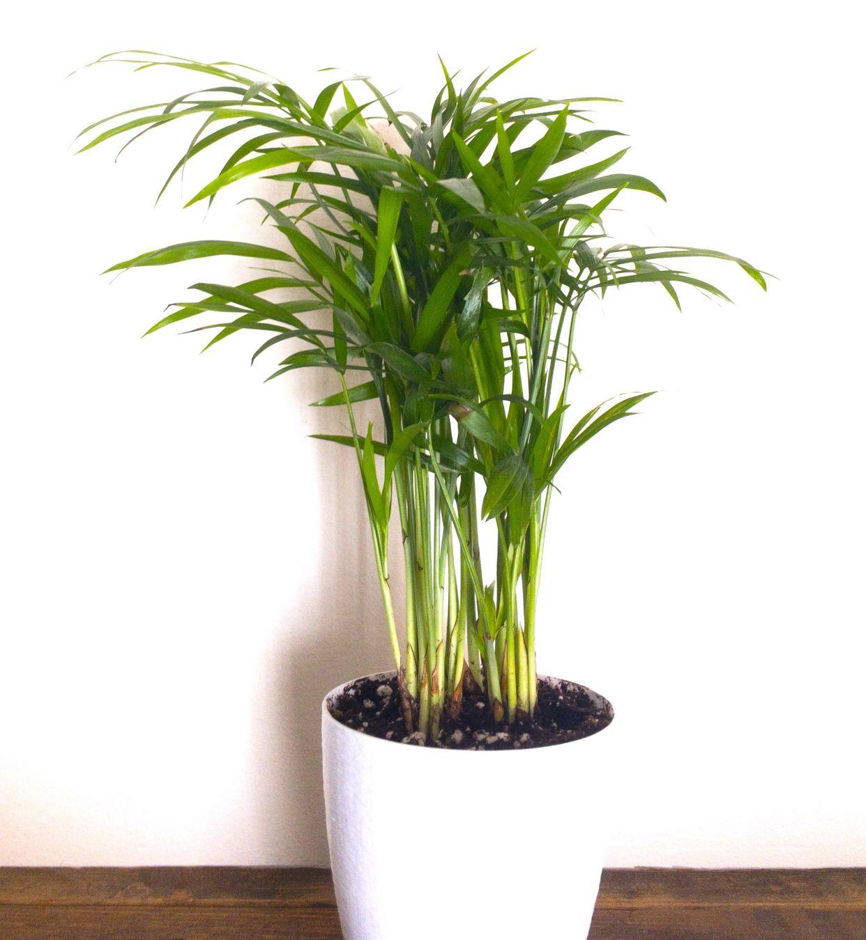 Palm Chamaedorea Elegans Bella - View 14 from www redcrocus com