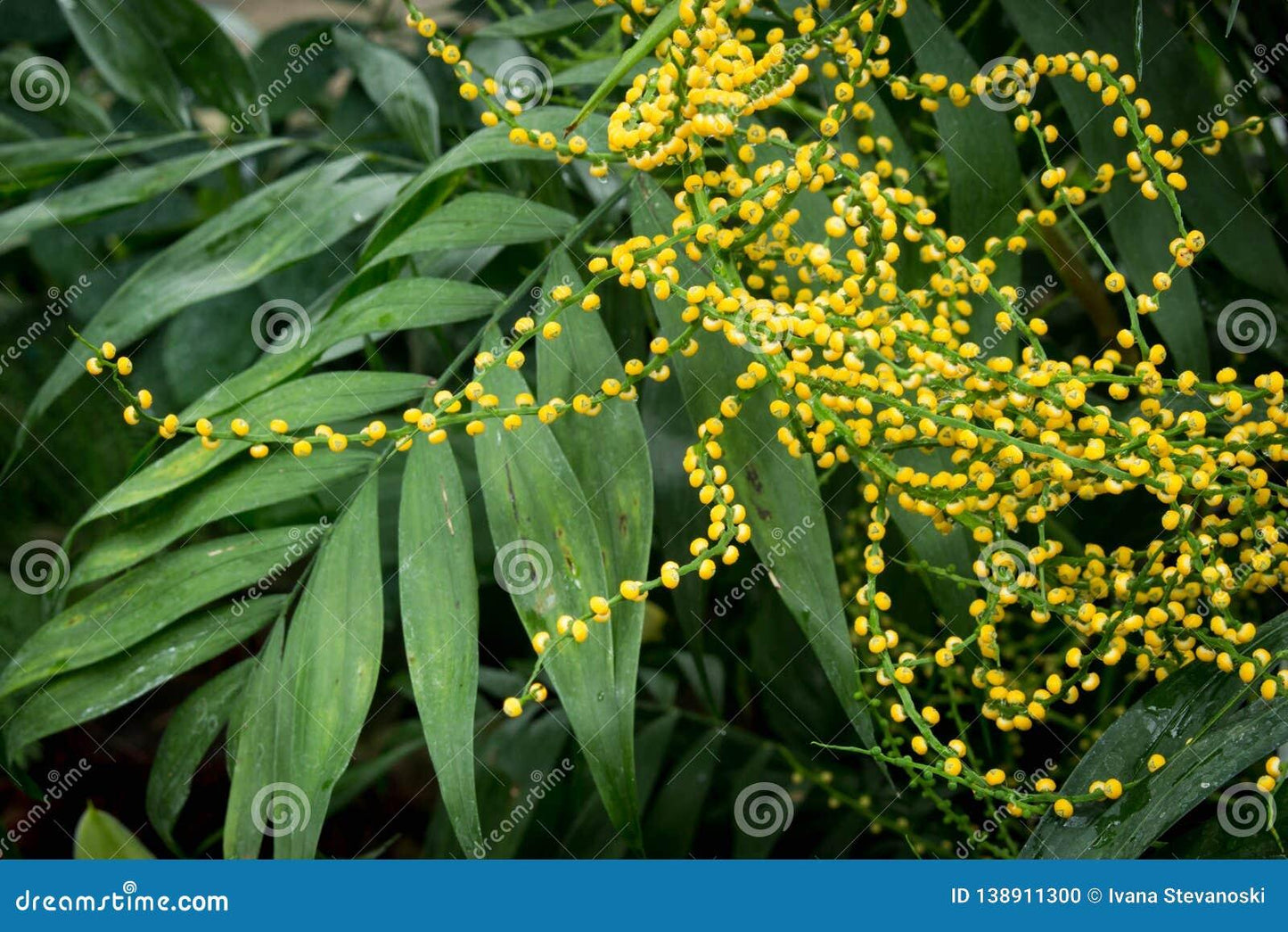 Palm Chamaedorea Elegans Bella - View 15 from www redcrocus com