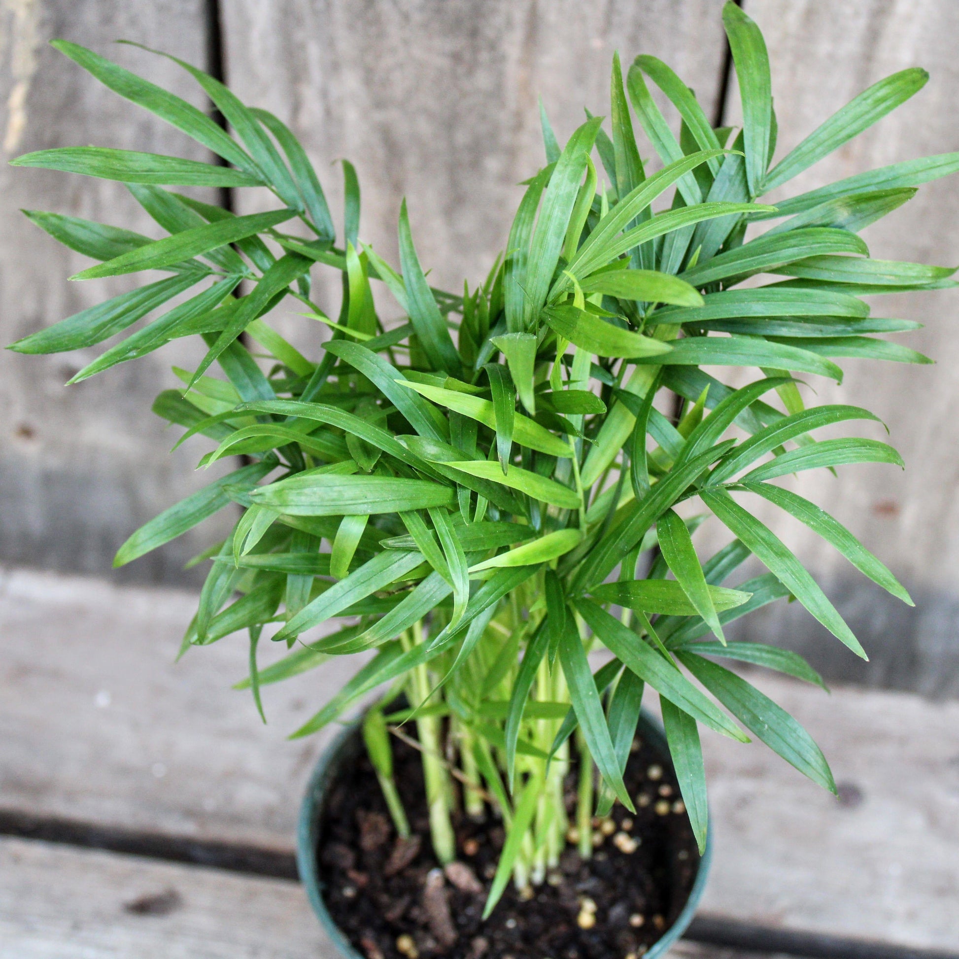 Palm Chamaedorea Elegans Bella - View 18 from www redcrocus com