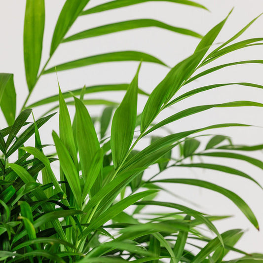 Palm Chamaedorea Elegans Bella - View 1 from www redcrocus com