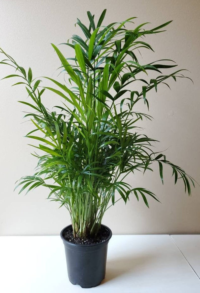 Palm Chamaedorea Elegans Bella - View 2 from www redcrocus com