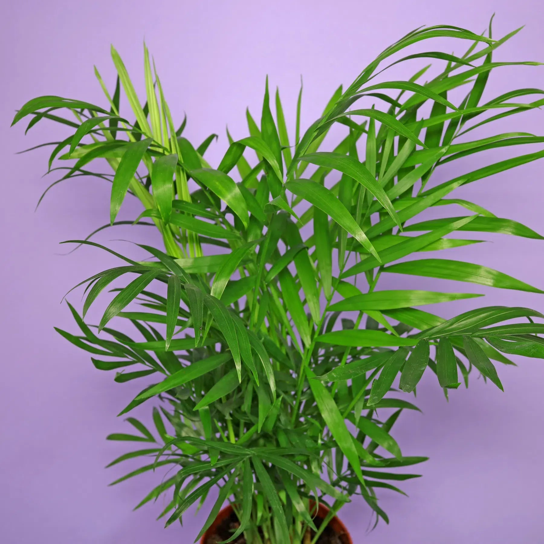 Palm Chamaedorea Elegans Bella - View 3 from www redcrocus com