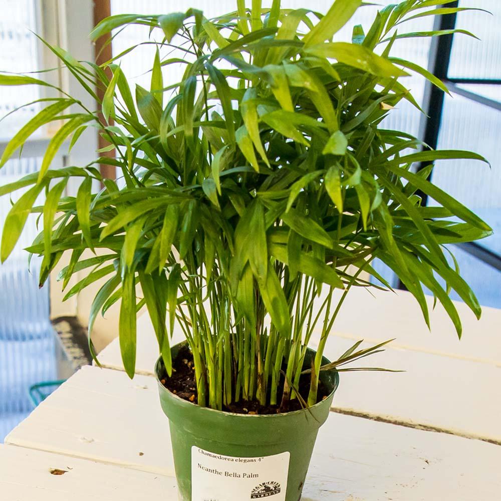 Palm Chamaedorea Elegans Bella - View 4 from www redcrocus com