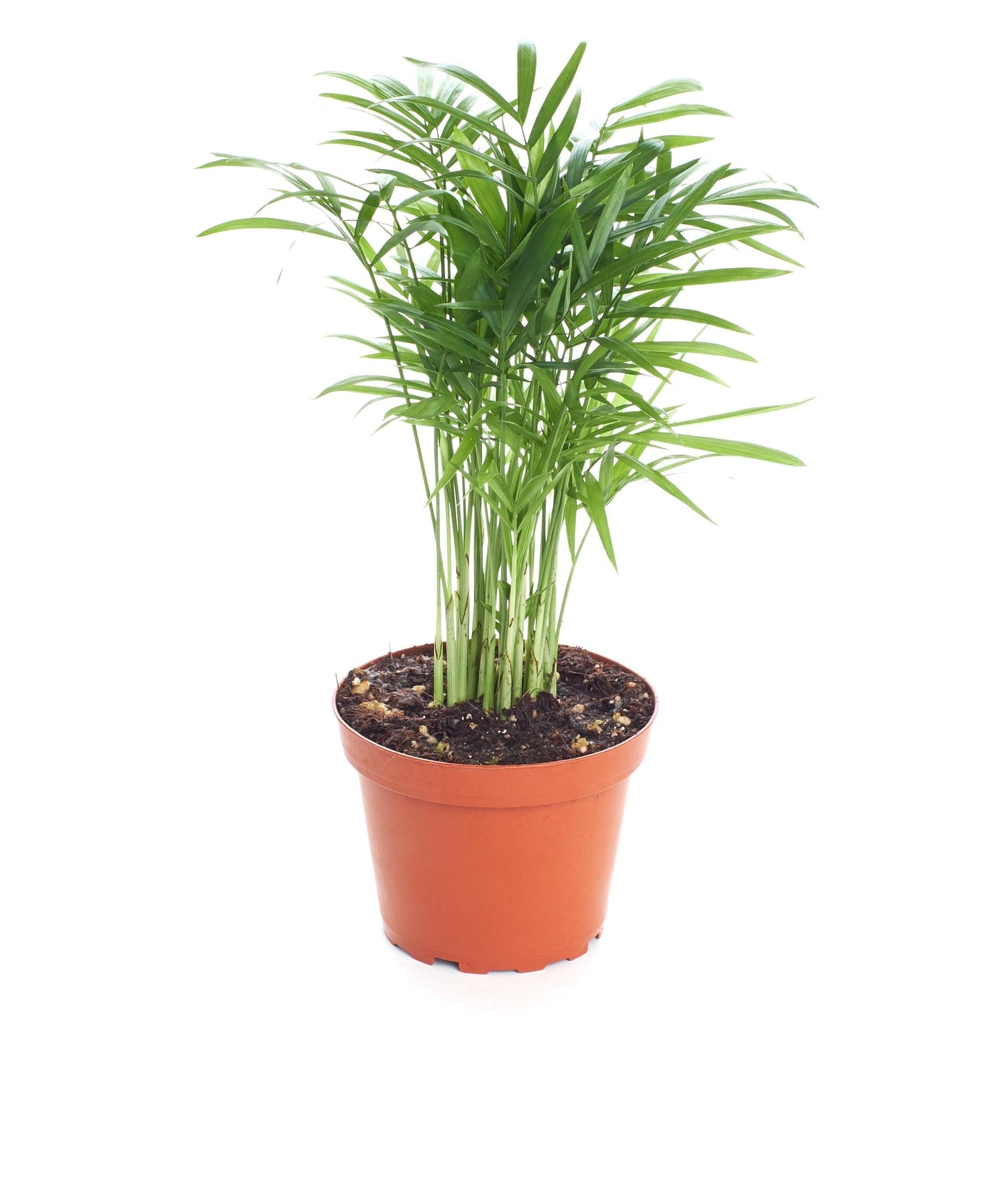 Palm Chamaedorea Elegans Bella - View 6 from www redcrocus com