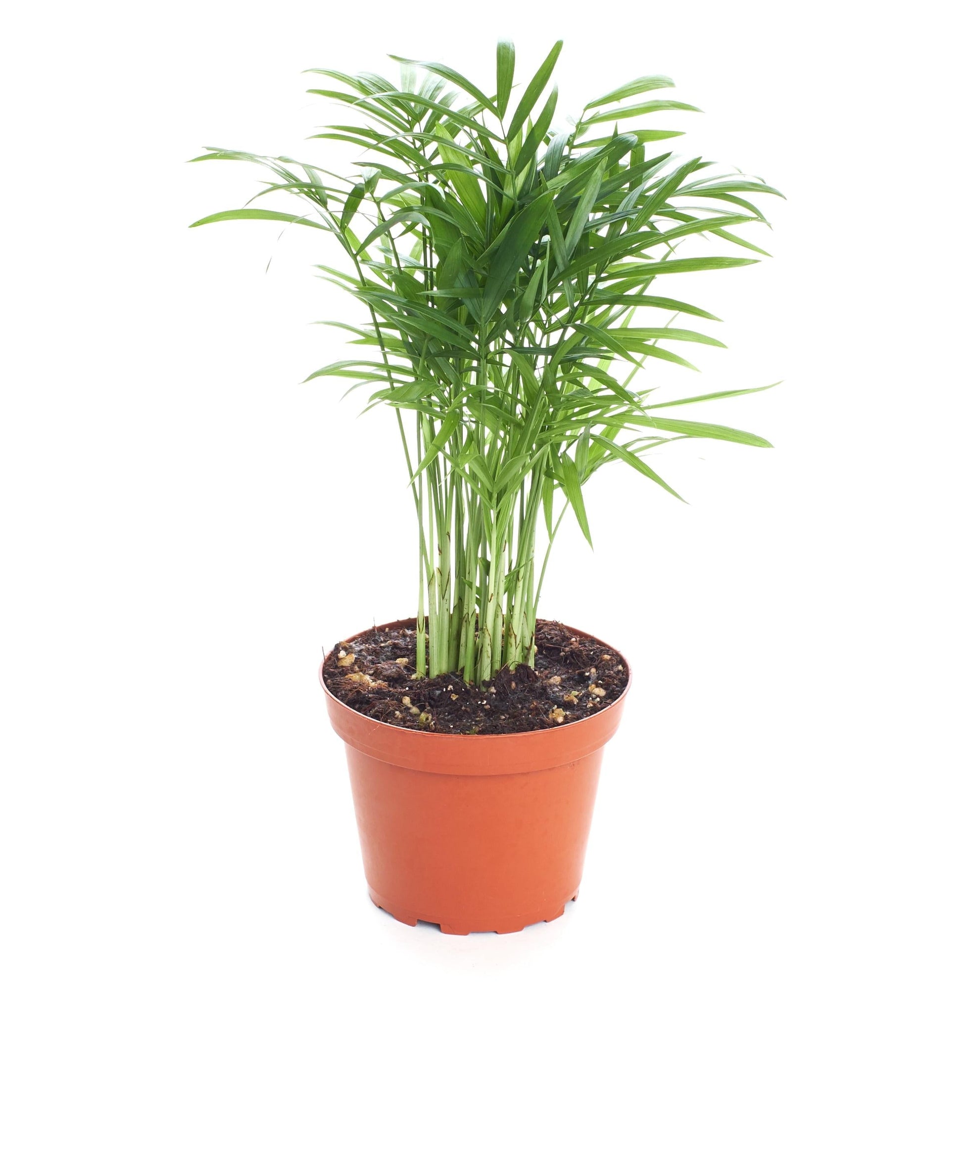 Palm Chamaedorea Elegans Bella - View 6 from www redcrocus com