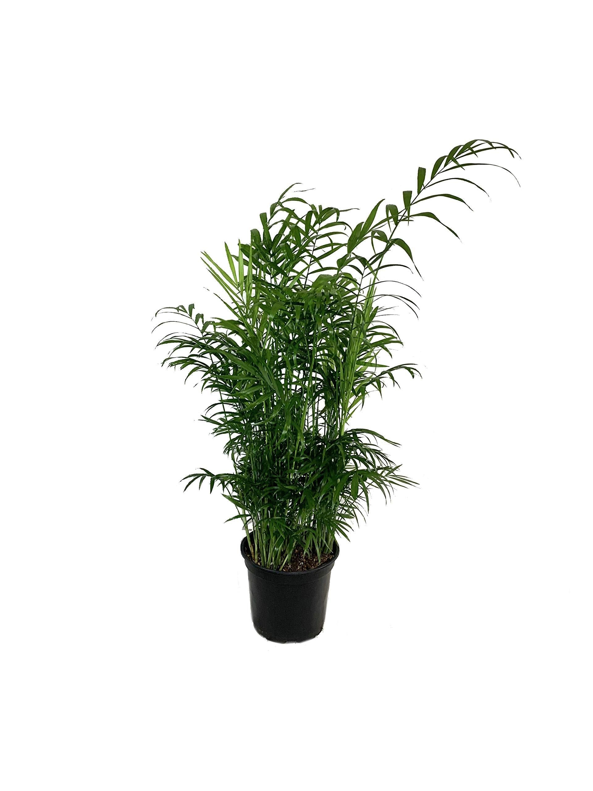 Palm Chamaedorea Elegans Bella - View 8 from www redcrocus com