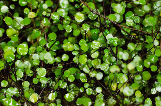 Fern Platycerium Muehlenbeckia Combo - View 1 from www redcrocus com