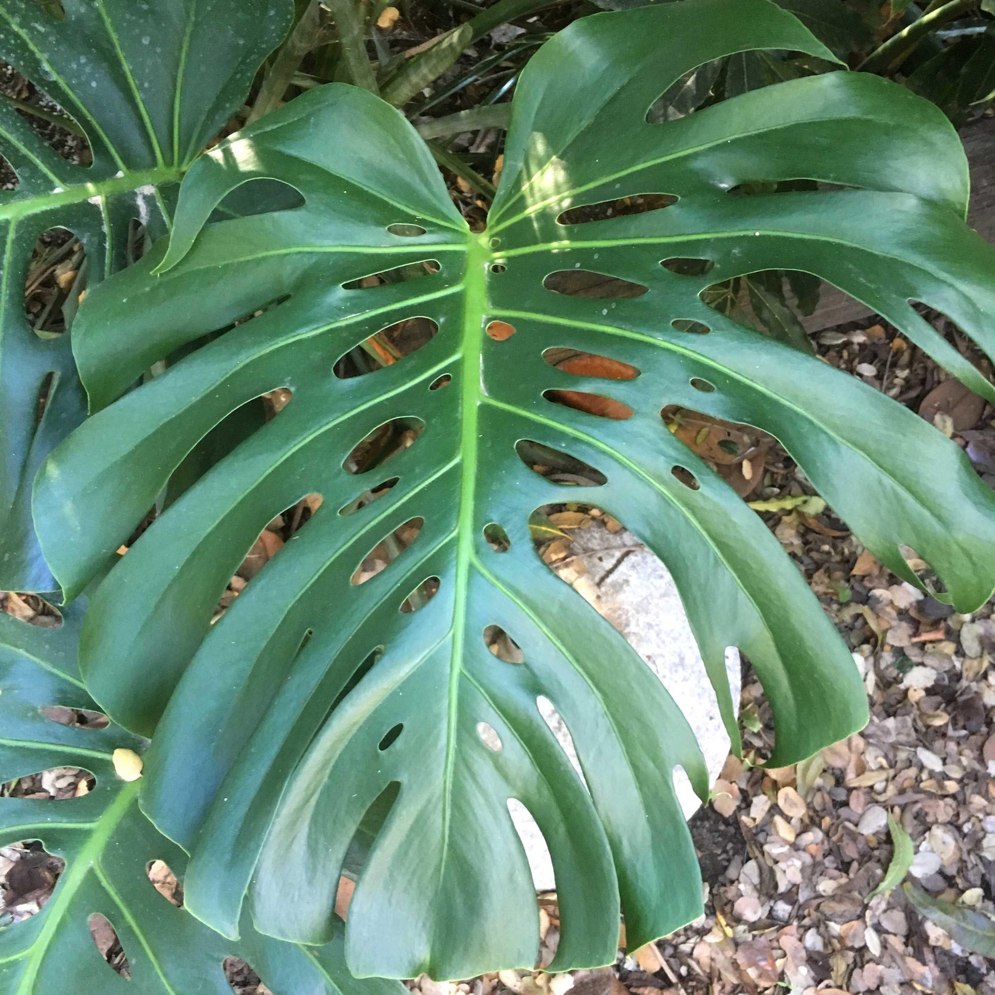 Monstera Deliciosa - View 10 from www redcrocus com