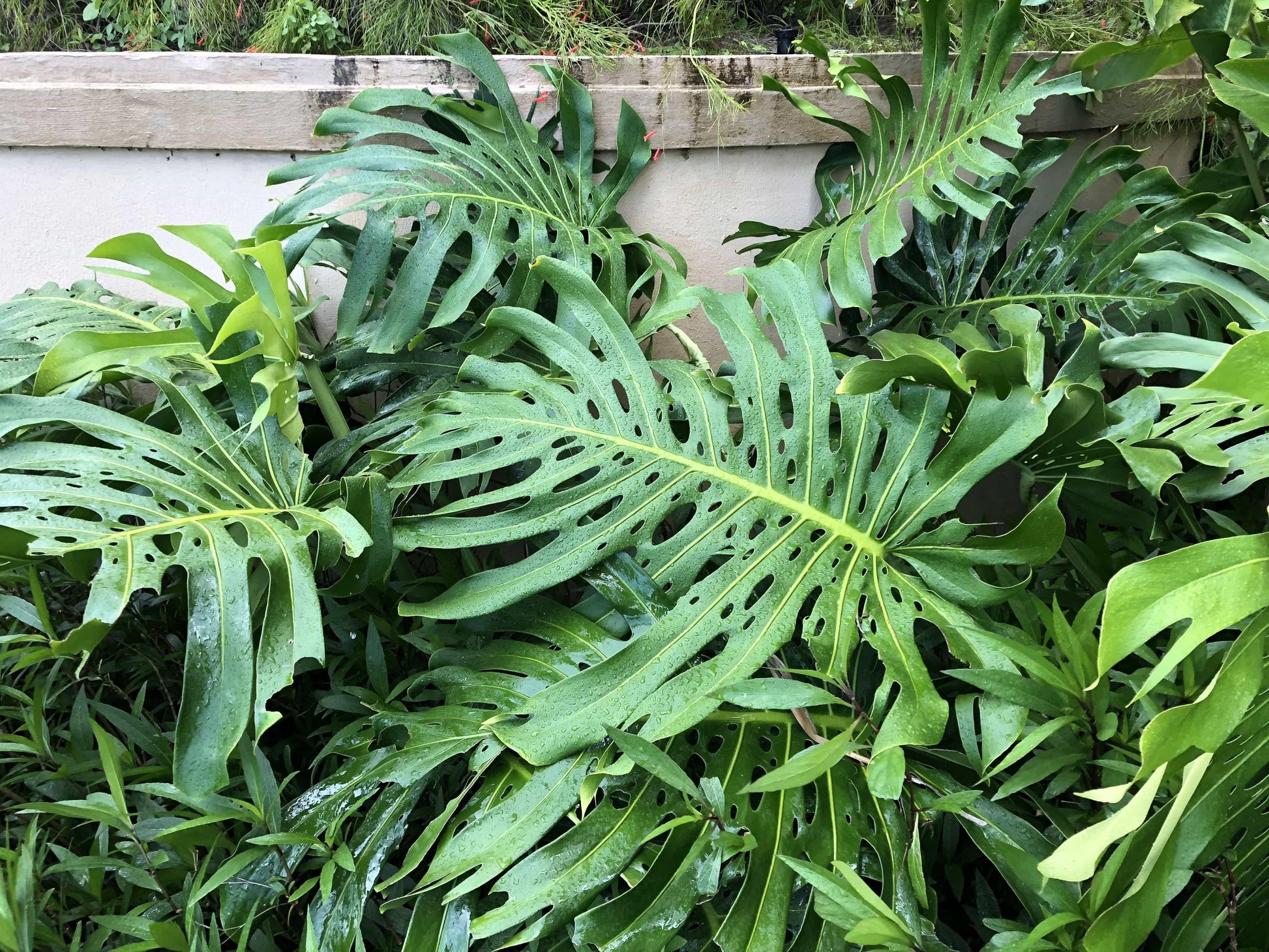 Monstera Deliciosa - View 17 from www redcrocus com