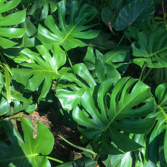 Monstera Deliciosa - View 1 from www redcrocus com