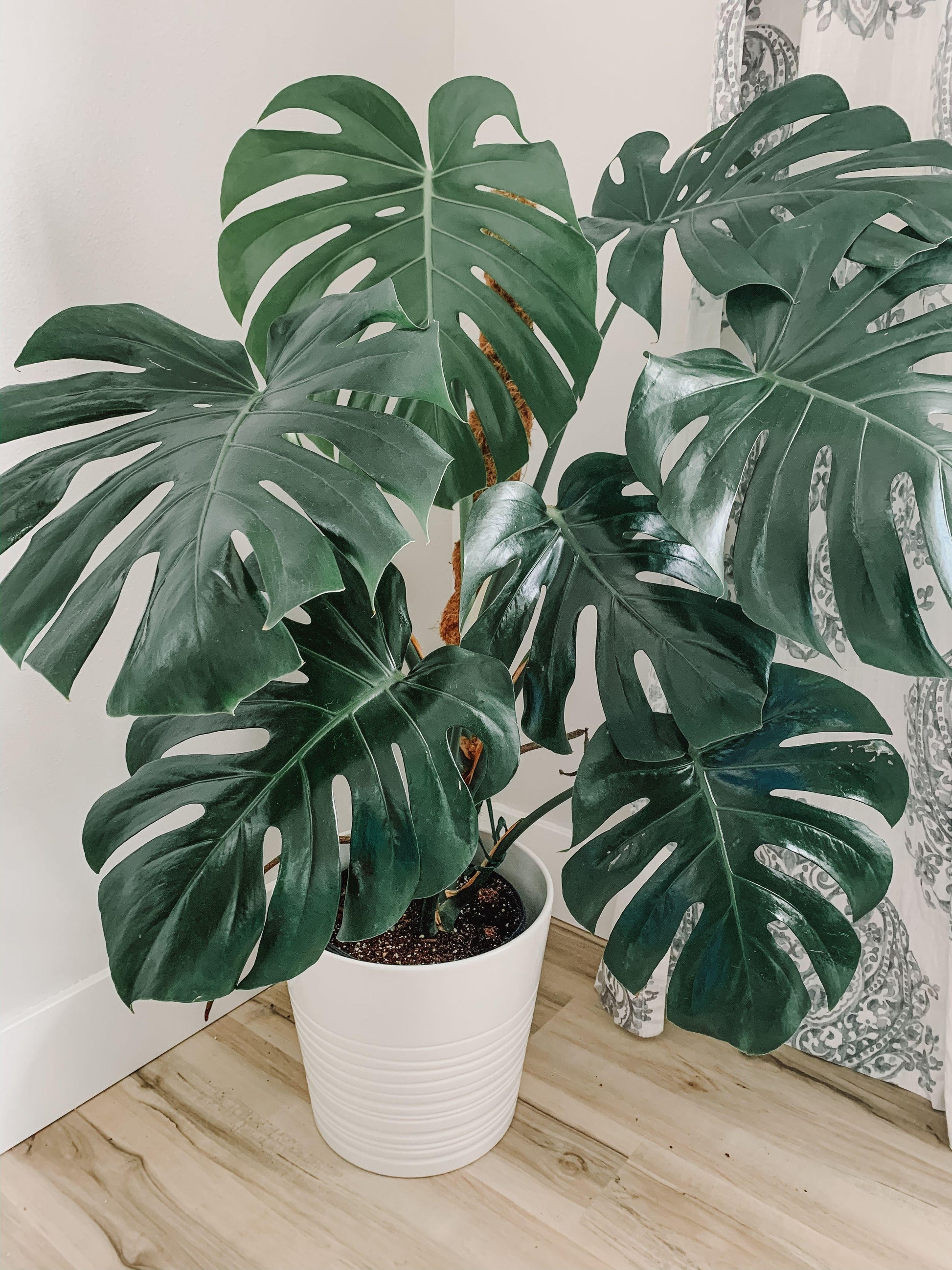 Monstera Deliciosa - View 9 from www redcrocus com