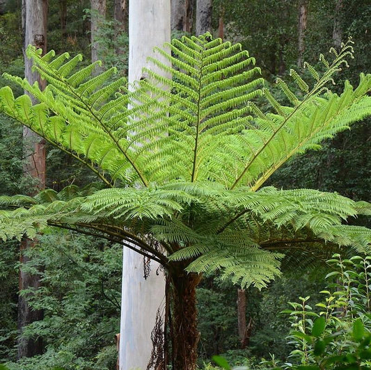 Fern Cyathea Cooperi - View 1 from www redcrocus com