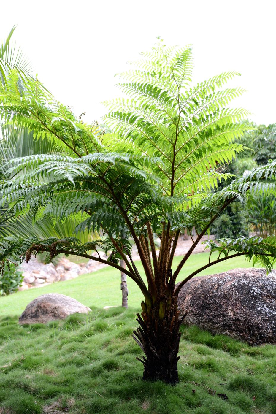 Fern Cyathea Cooperi - View 3 from www redcrocus com