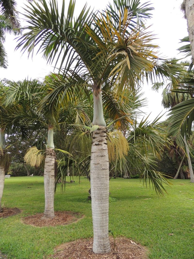Palm Hyophorbe Verschaffeltii Triple Stem - View 10 from www redcrocus com