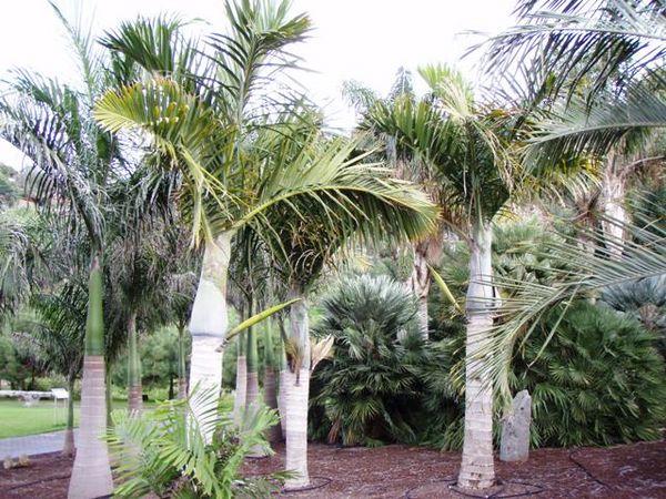 Palm Hyophorbe Verschaffeltii Triple Stem - View 13 from www redcrocus com