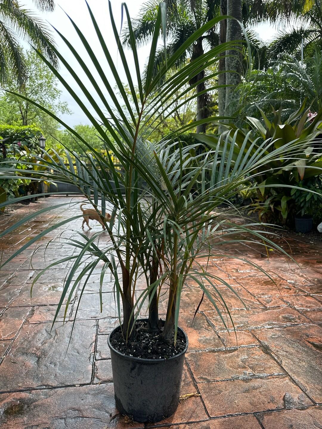 Palm Hyophorbe Verschaffeltii Triple Stem - View 14 from www redcrocus com