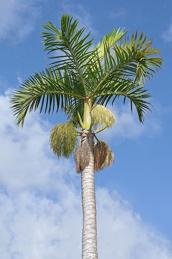 Palm Hyophorbe Verschaffeltii Triple Stem - View 16 from www redcrocus com