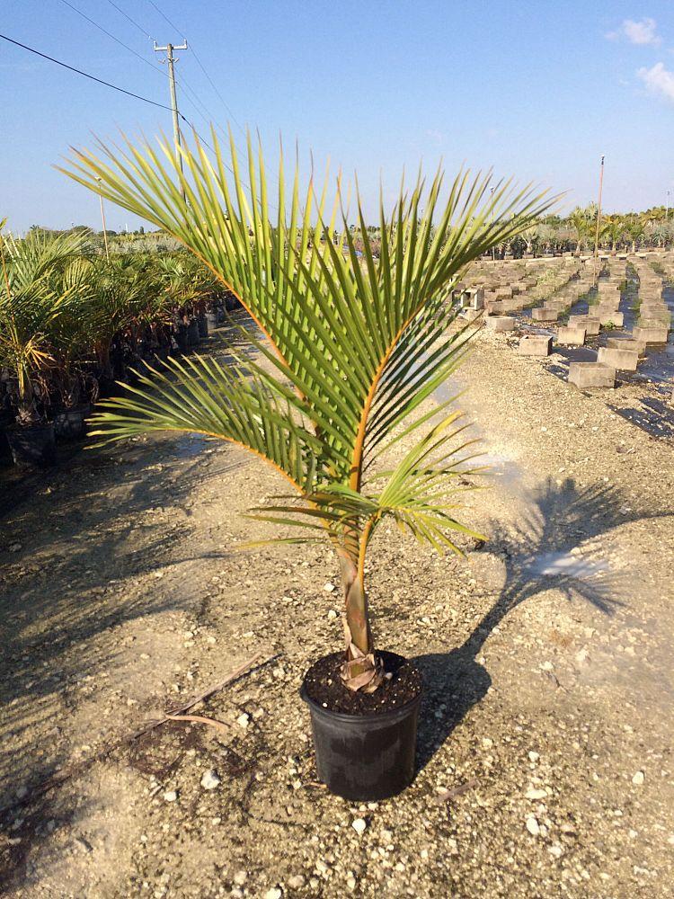 Palm Hyophorbe Verschaffeltii Triple Stem - View 17 from www redcrocus com