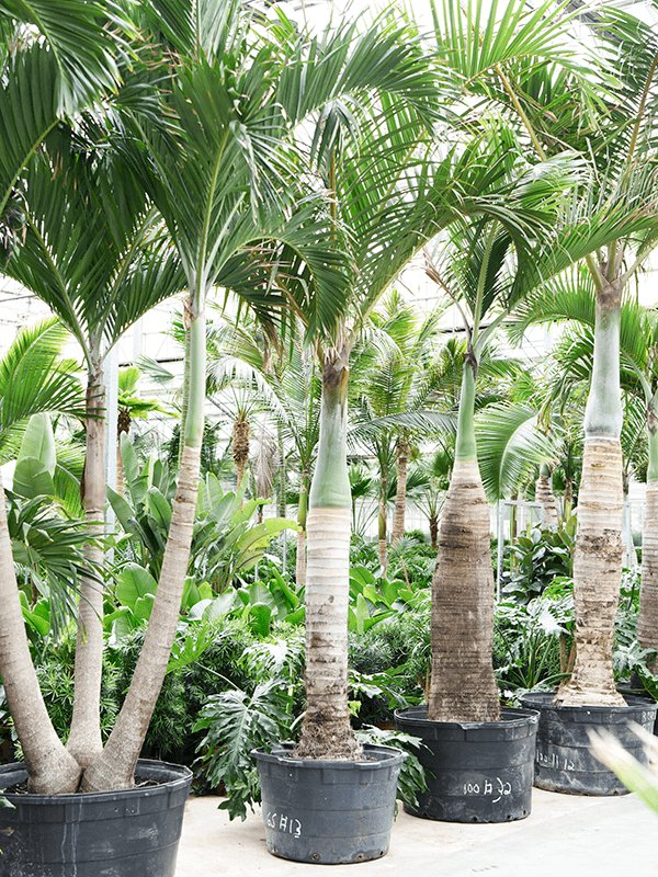 Palm Hyophorbe Verschaffeltii Triple Stem - View 20 from www redcrocus com