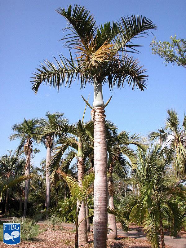 Palm Hyophorbe Verschaffeltii Triple Stem - View 2 from www redcrocus com