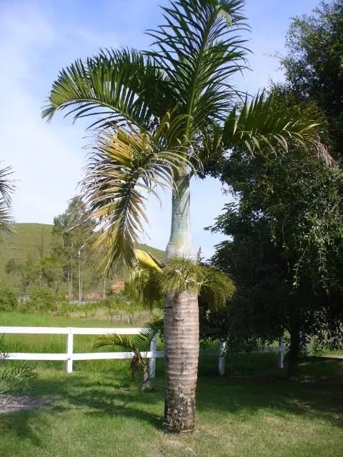 Palm Hyophorbe Verschaffeltii Triple Stem - View 7 from www redcrocus com
