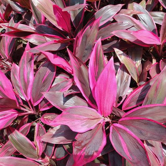Cordyline Fruticosa Assorted - View 1 from www redcrocus com