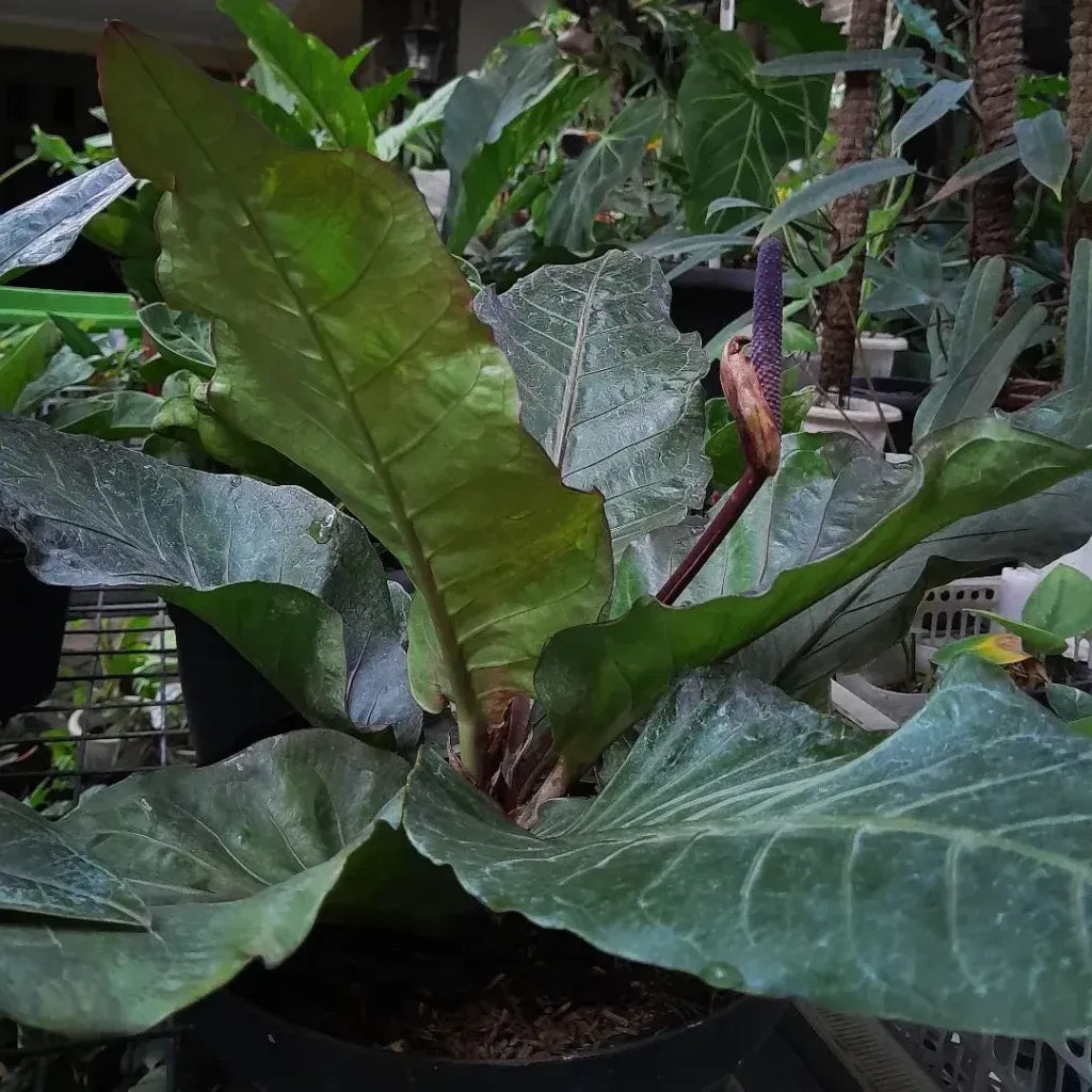 Anthurium X Hookeri - View 15 from www redcrocus com