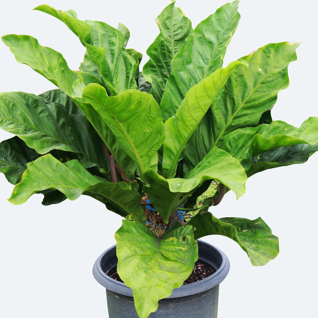 Anthurium X Hookeri - View 1 from www redcrocus com